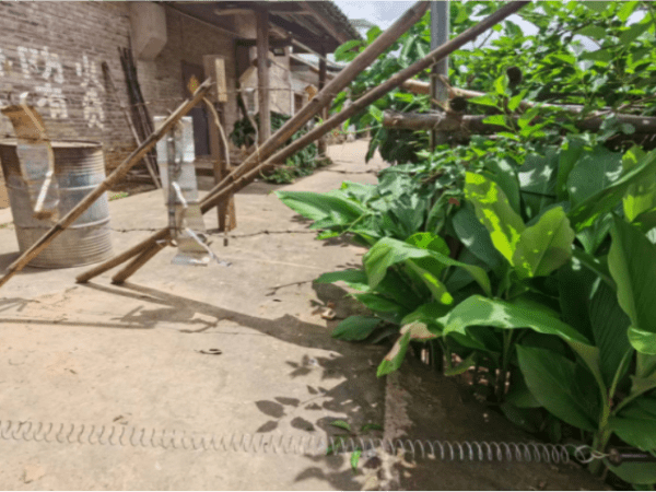 防象措施在⼤树脚村应⽤的现状 